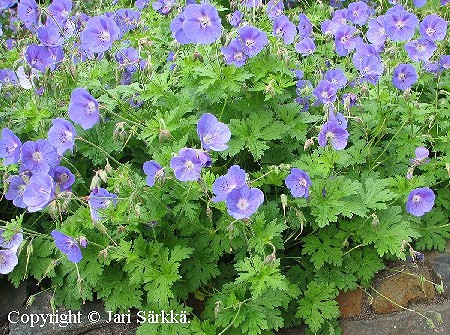 Geranium himalayense